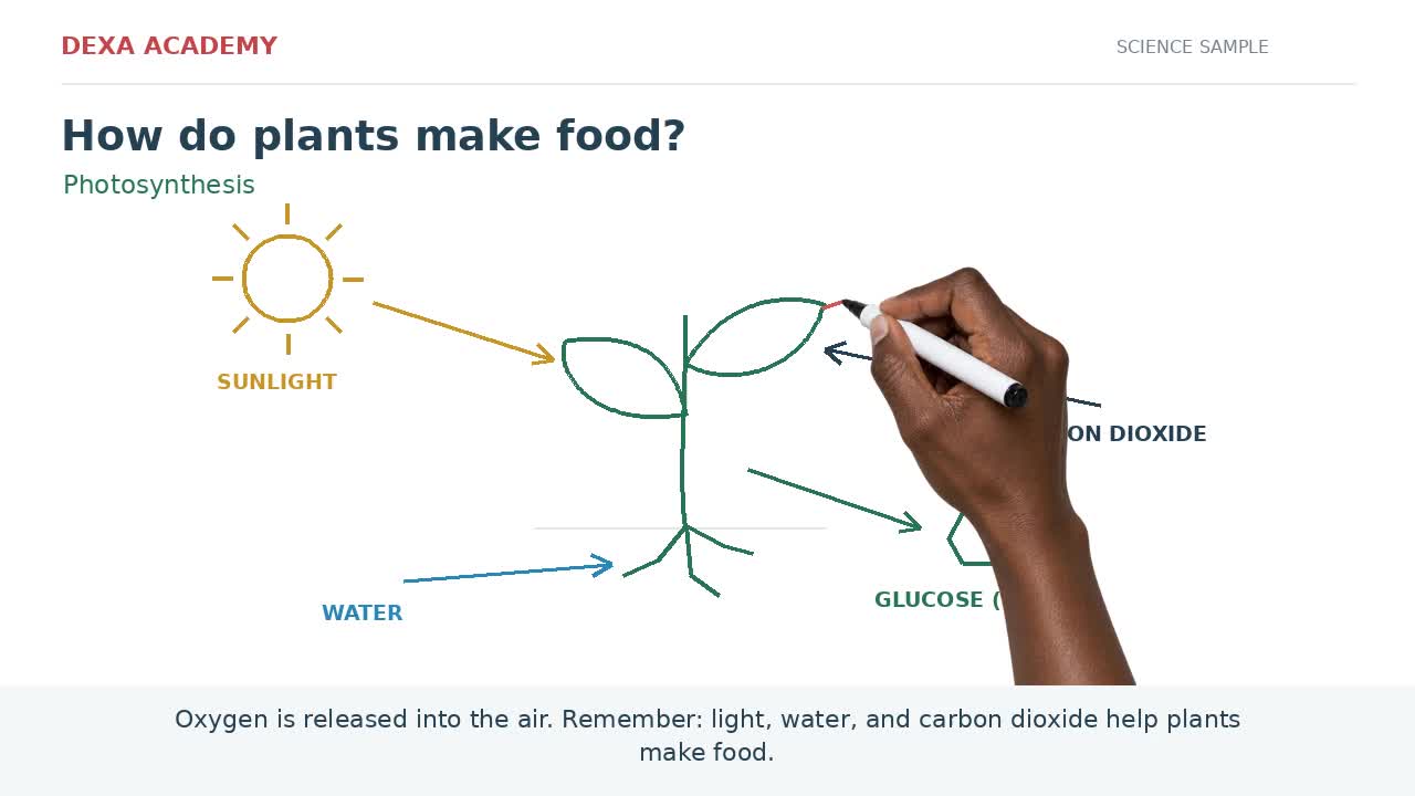Photosynthesis whiteboard lesson